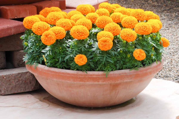 Potted Marigold Plants - Image 2