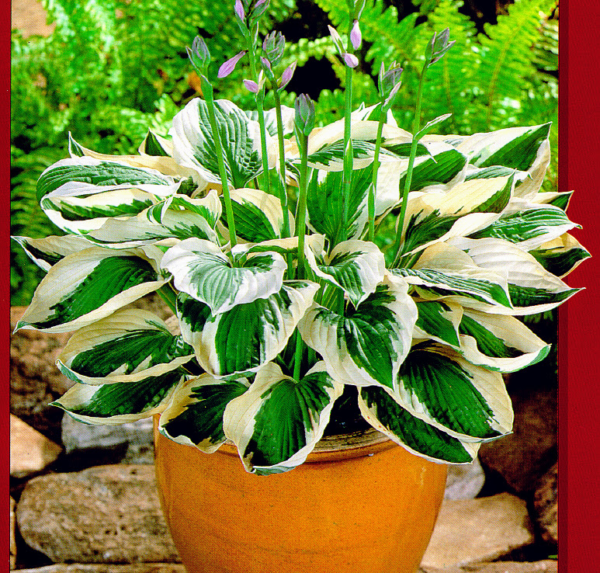 Potted Hosta Plants Subscription - Image 2