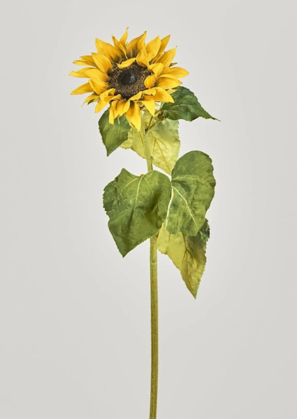 Fresh Sunflower Stems - Image 2