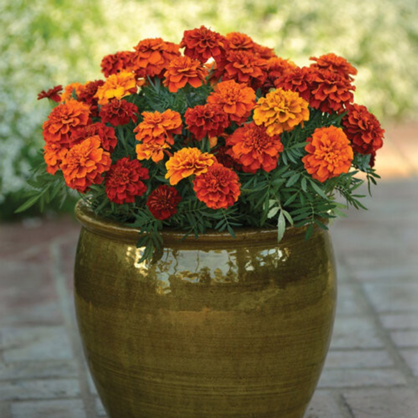 Potted Marigold Plants