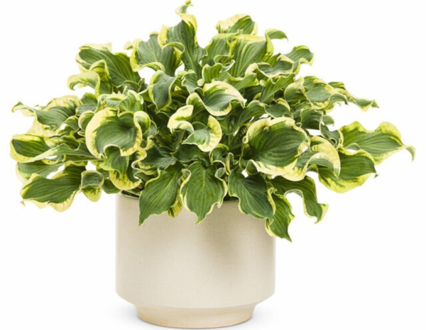 Potted Hosta Plants Subscription - Image 3