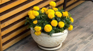 Potted Marigold Plants Subscription