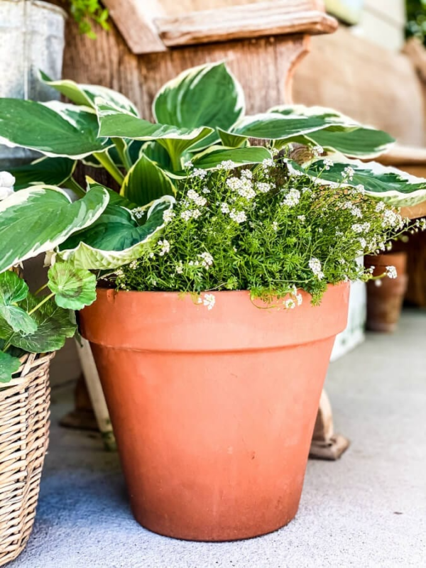 Potted Hosta Plants Subscription