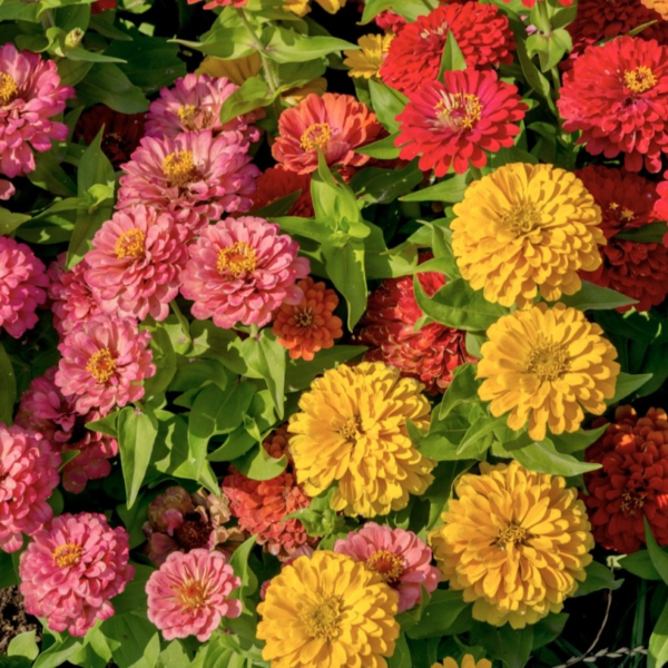 Fresh Zinnia Stems